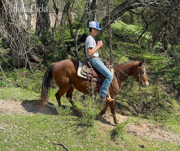 "Lucille" Bay Mare POA Texas