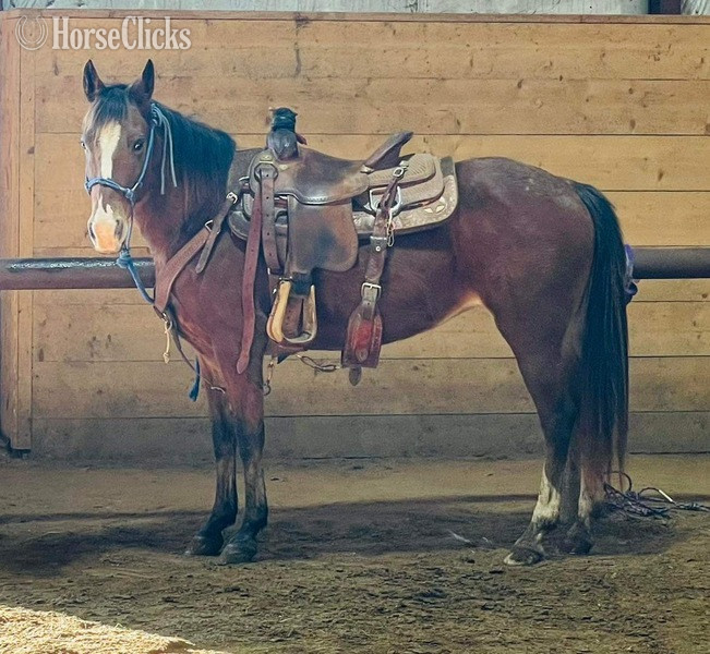 POA - "Lucille" Bay Mare POA in Texas