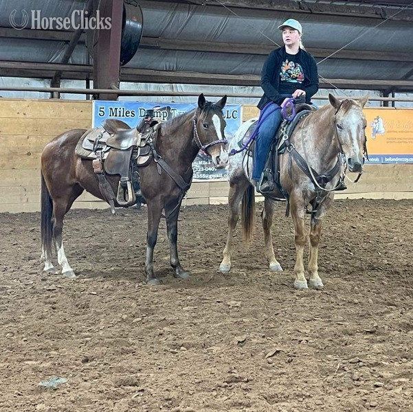 POA - "Lucille" Bay Mare POA