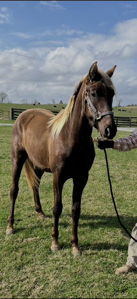 "KJ?S Caliber " Chocolate Gelding Rocky Mountain