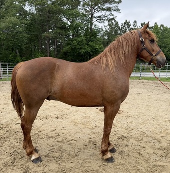 "Haflinger " Dun Gelding Haflinger