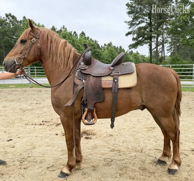 "Haflinger " Dun Gelding Haflinger - Haflinger in North Carolina