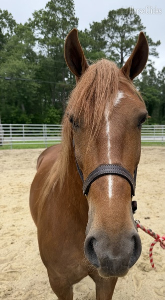 "Haflinger " Dun Gelding Haflinger - Haflinger