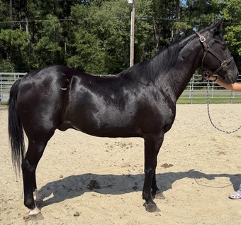 "Black" Black Gelding Draft