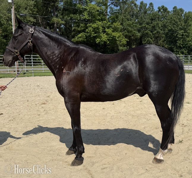 "Black" Black Gelding Draft