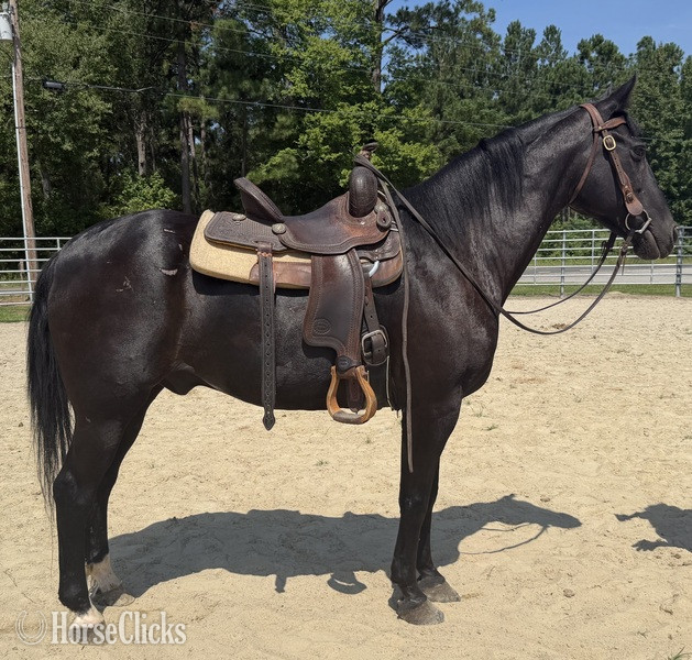 North Carolina "Black" Black Gelding Draft