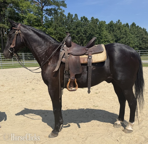 "Black" Black Gelding Draft - Draft in North Carolina