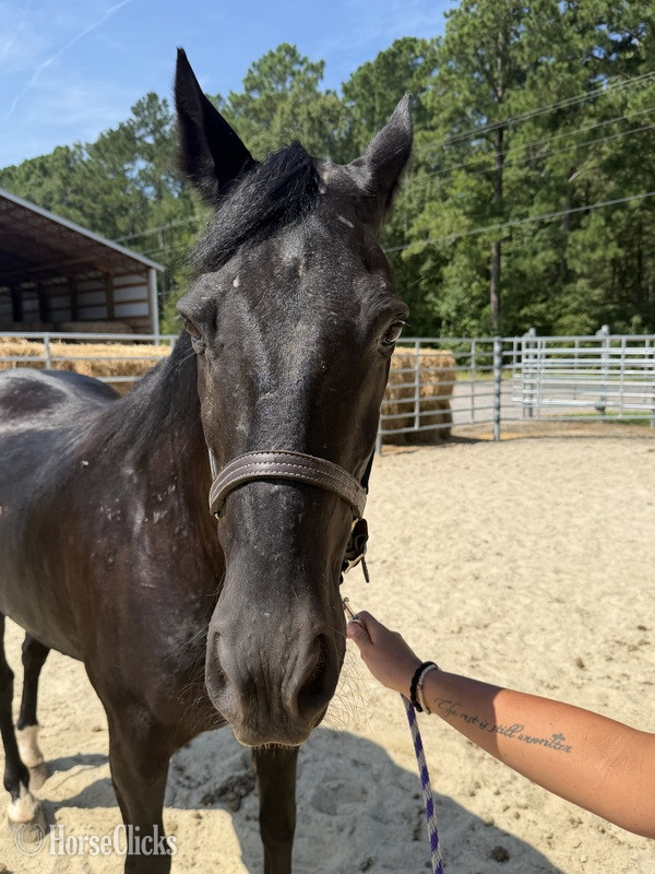 "Black" Black Gelding Draft - Draft