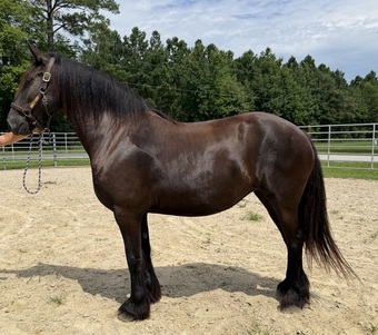 "Friesian" Black Mare Friesian