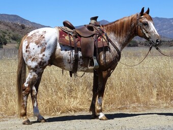 "BLANKET" Sorrel Gelding Appaloosa