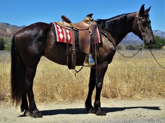 "BETTY" Black Mare Draft