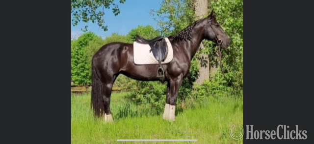 "BETTY" Black Mare Draft