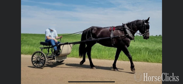 California "BETTY" Black Mare Draft