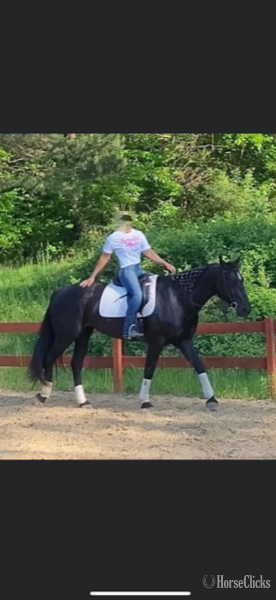 "BETTY" Black Mare Draft - Draft in California