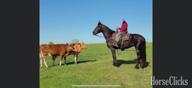 "BETTY" Black Mare Draft - Draft