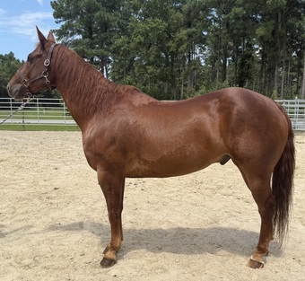 "Sorrel" Sorrel Gelding Quarter Horse
