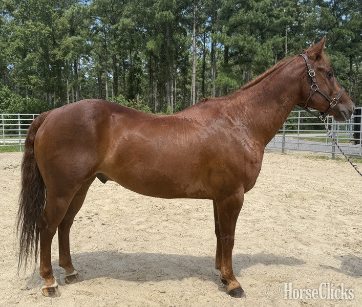 "Sorrel" Sorrel Gelding Quarter Horse