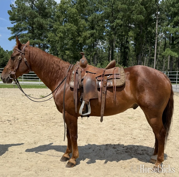North Carolina "Sorrel" Sorrel Gelding Quarter Horse
