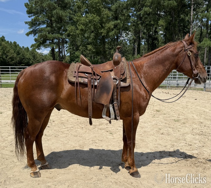 "Sorrel" Sorrel Gelding Quarter Horse - Quarter Horse in North Carolina