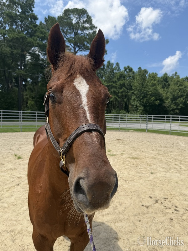 "Sorrel" Sorrel Gelding Quarter Horse - Quarter Horse