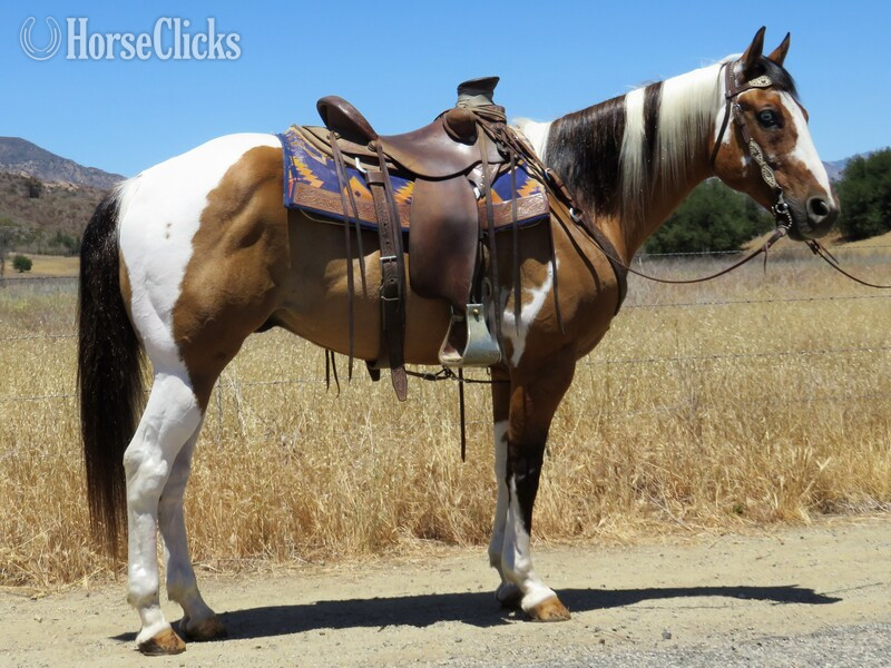 "PAINTIN" Buckskin Gelding Paint in California