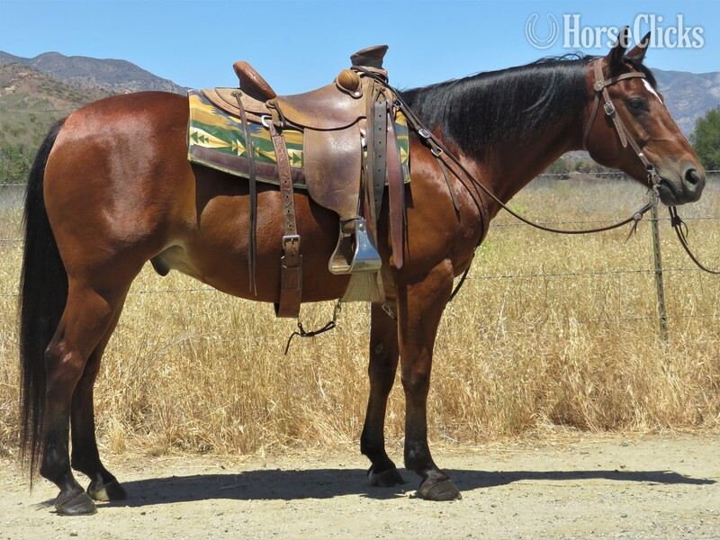 "HORRODDEN COWBOY" Bay Gelding Quarter Horse in California