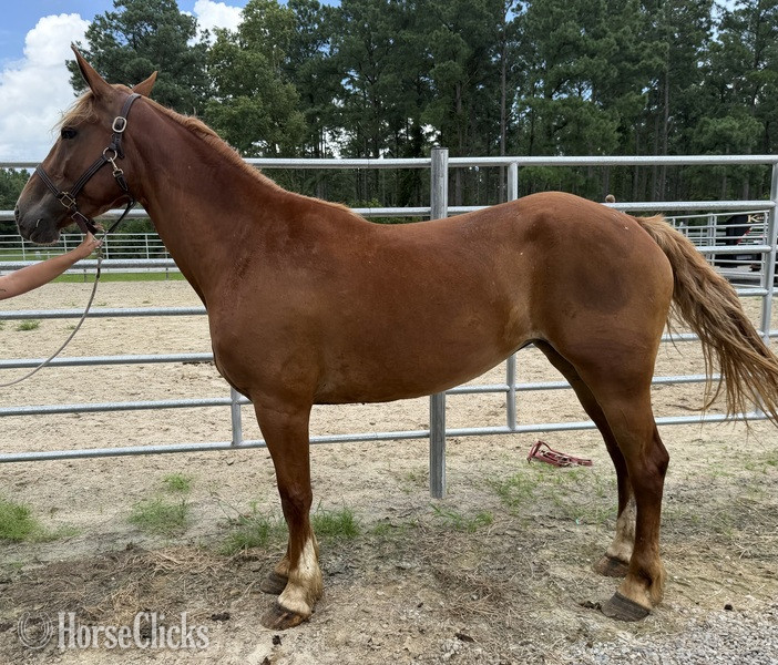 "Sorrel" Sorrel Mare Draft