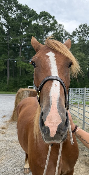 North Carolina "Sorrel" Sorrel Mare Draft