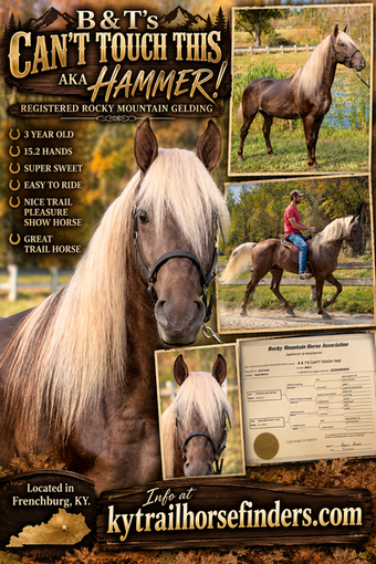 "B & T?s Can?t Touch This ?Hammer?" Chocolate Gelding Rocky Mountain