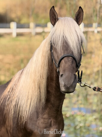 "B & T?s Can?t Touch This ?Hammer?" Chocolate Gelding Rocky Mountain