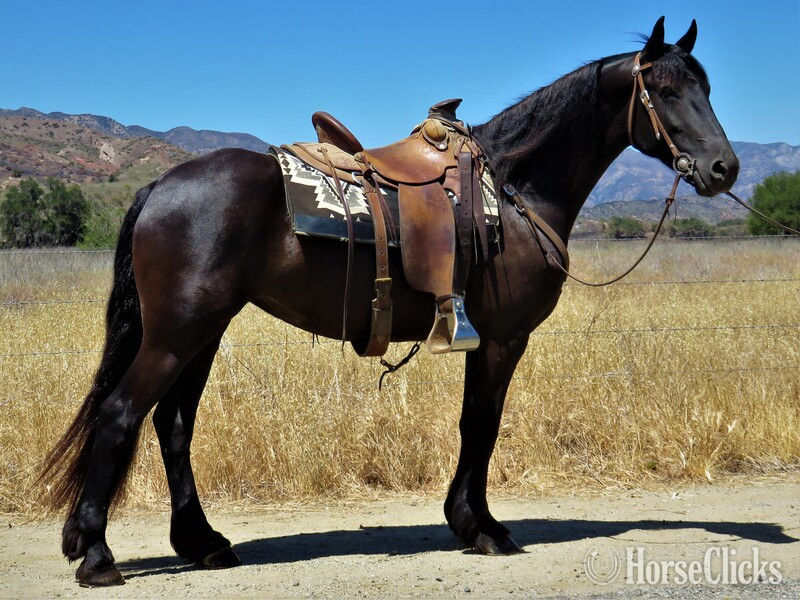 "ROSE" Black Mare Friesian in California