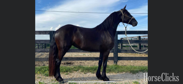 "ROSE" Black Mare Friesian