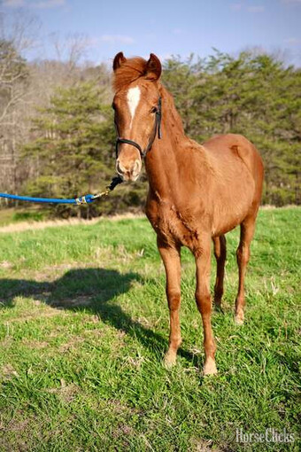 "Smokey Ridges Wildcard ?Boone?" Sorrel Colt Rocky Mountain