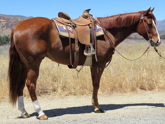 "HES A COOL HOBBY" Sorrel Gelding Quarter Horse