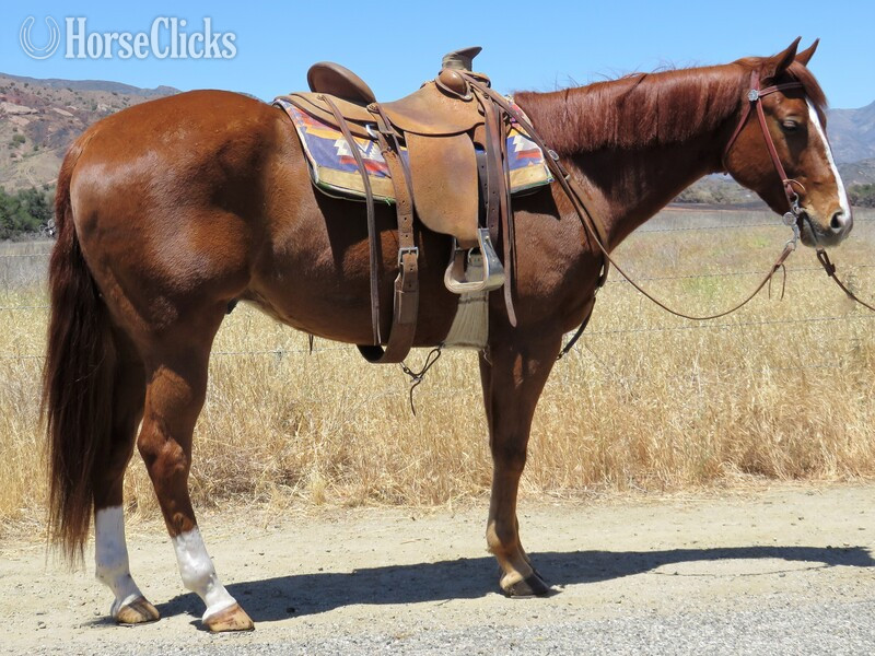 "HES A COOL HOBBY" Sorrel Gelding Quarter Horse in California