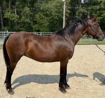 "Bay" Bay Mare Draft