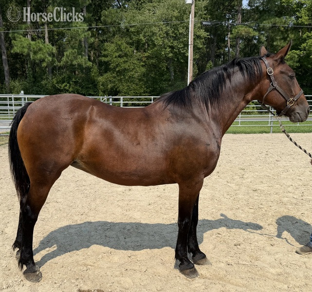 "Bay" Bay Mare Draft in North Carolina