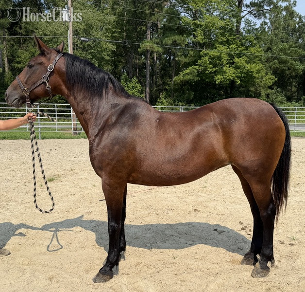 "Bay" Bay Mare Draft
