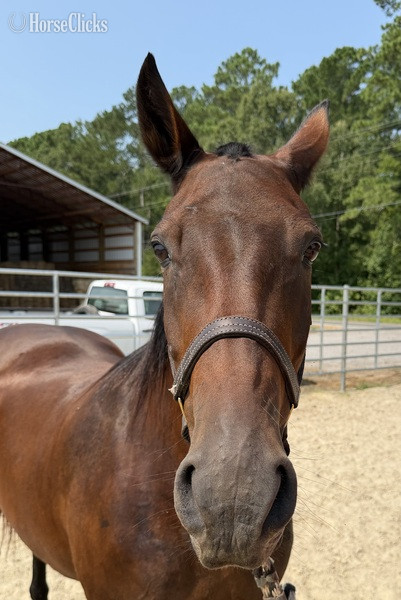 North Carolina "Bay" Bay Mare Draft