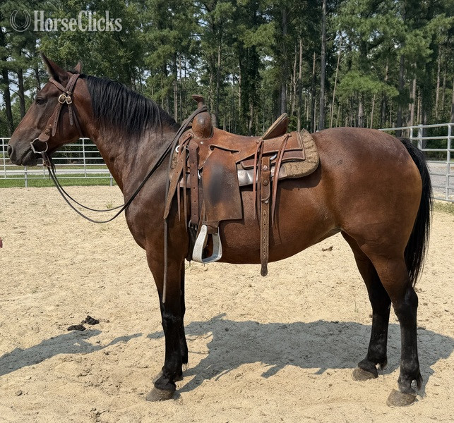 "Bay" Bay Mare Draft - Draft in North Carolina