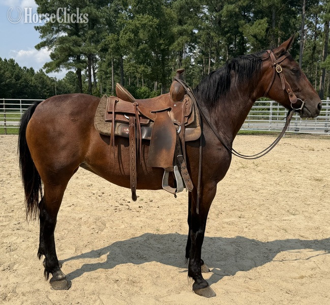 "Bay" Bay Mare Draft - Draft