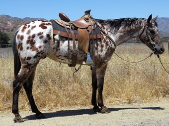 "STARS BRIGHT FLASH" Bay Gelding Appaloosa