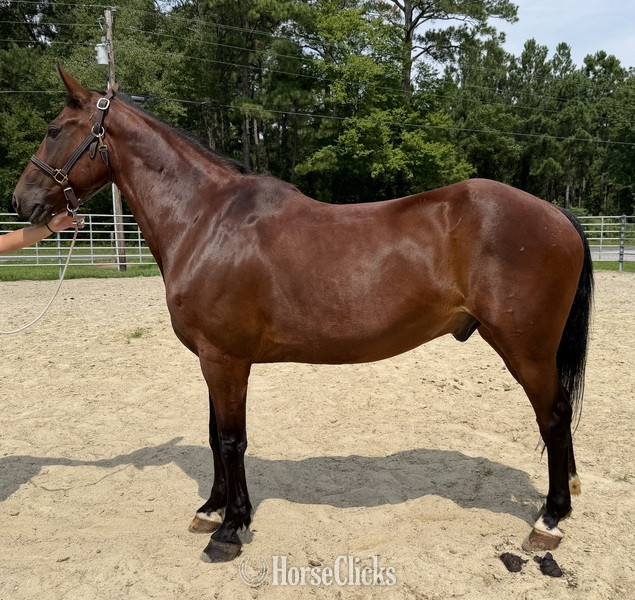 "Bay " Bay Gelding Quarter Horse