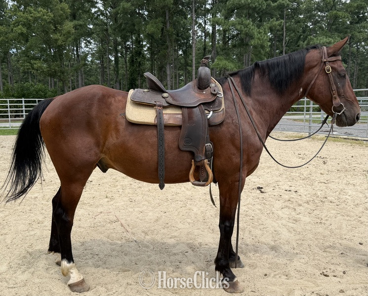 "Bay " Bay Gelding Quarter Horse - Quarter Horse in North Carolina