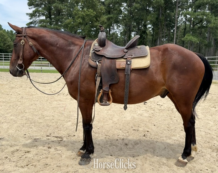 "Bay " Bay Gelding Quarter Horse - Quarter Horse