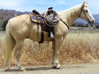 "ZIMA PALOMINO" Palomino Gelding Other Breed
