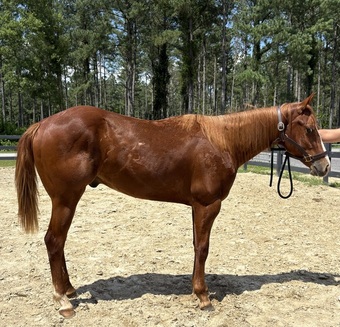 "Bee" Sorrel Gelding Quarter Horse