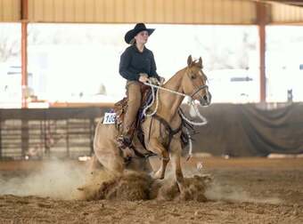 "Kenobi" Dun Gelding Quarter Horse