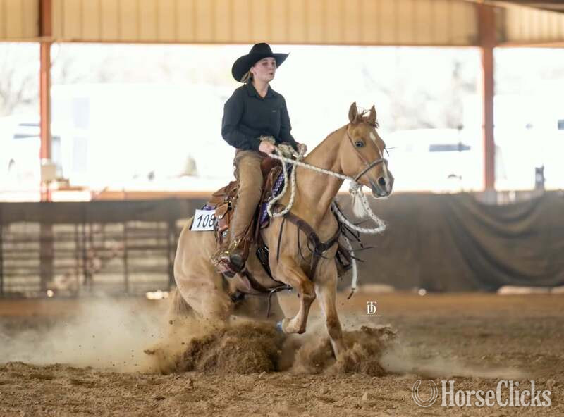 "Kenobi" Dun Gelding Quarter Horse in Texas