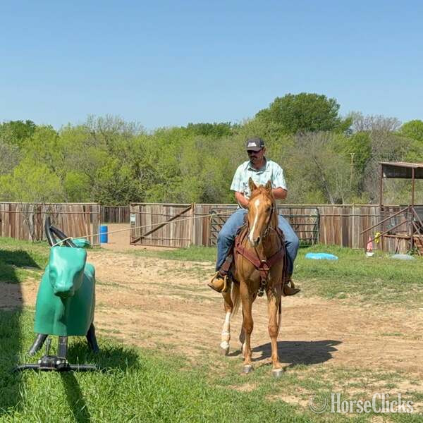 "Kenobi" Dun Gelding Quarter Horse